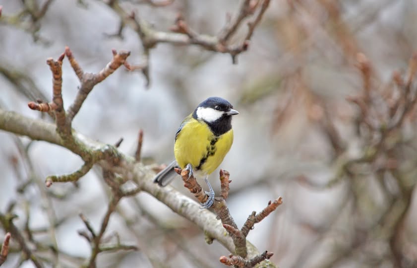 Фотографія Синичка — пташка невеличка / Kunnova Elena / photographers.ua