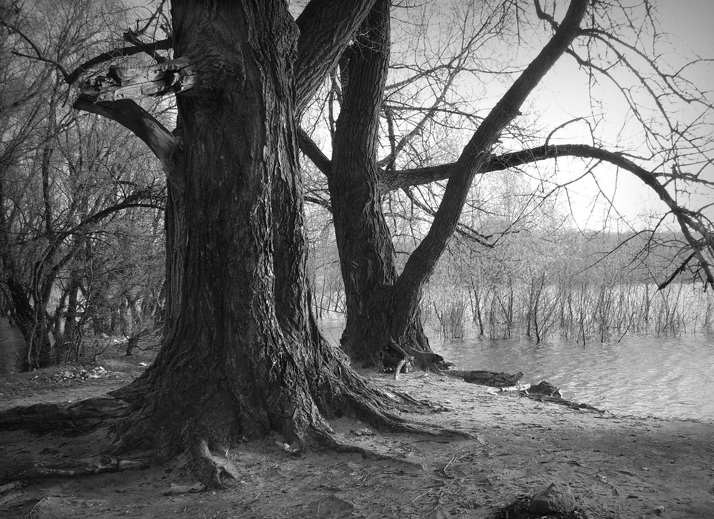 Фотографія Деревья старые грустят... / Kunnova Elena / photographers.ua