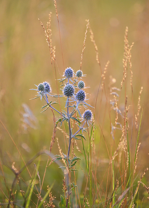 Фотографія Просто мить літа / Kunnova Elena / photographers.ua