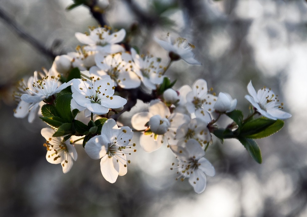 Фотографія А в саду расцветают вишни... / Kunnova Elena / photographers.ua