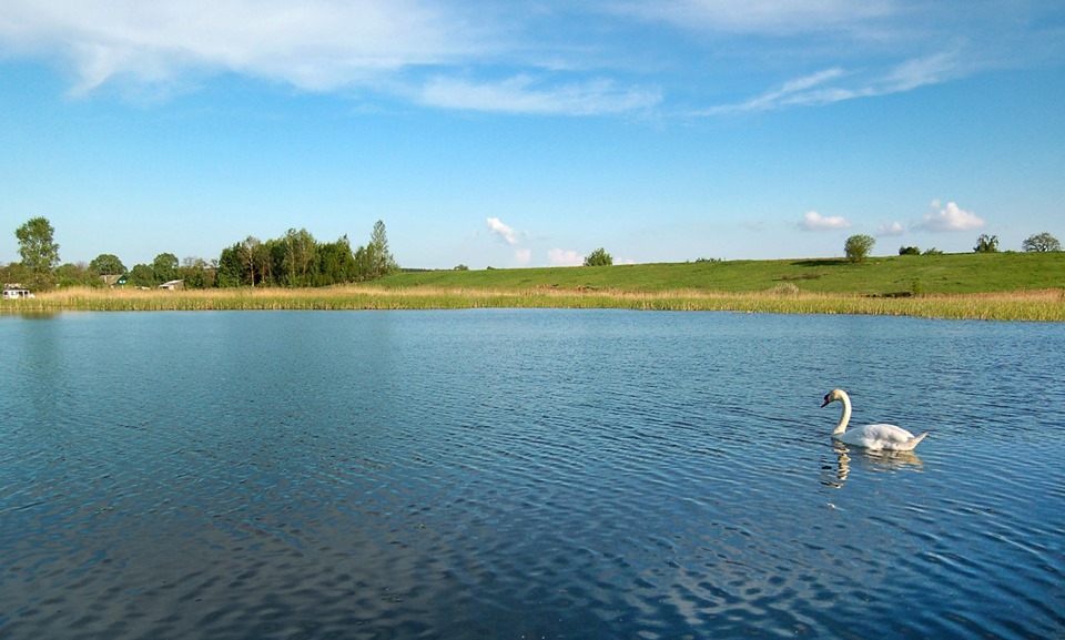 Фотографія Белый лебедь на пруду / Kunnova Elena / photographers.ua