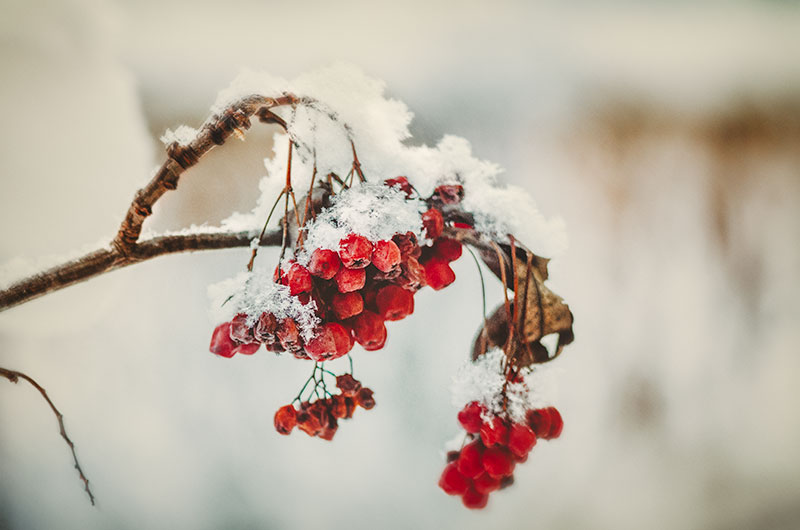 Фотографія Гроздья рябины под снегом / Larissa / photographers.ua