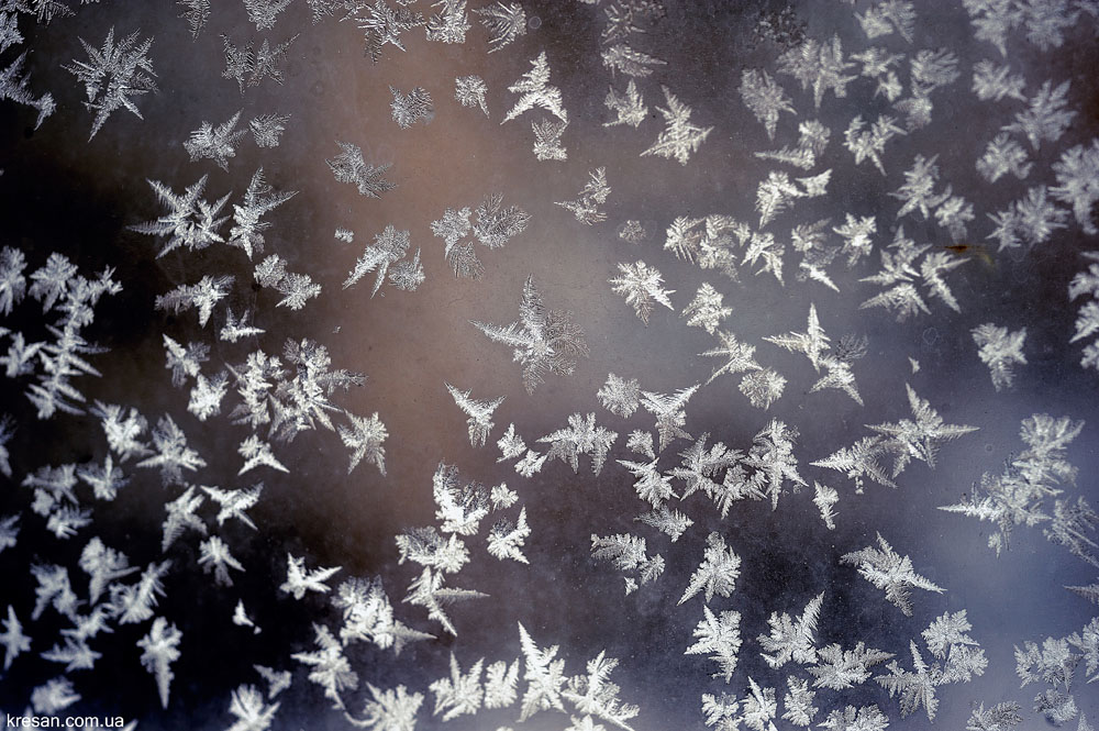 Фотографія зимняя калючка.. / круасан миша / photographers.ua