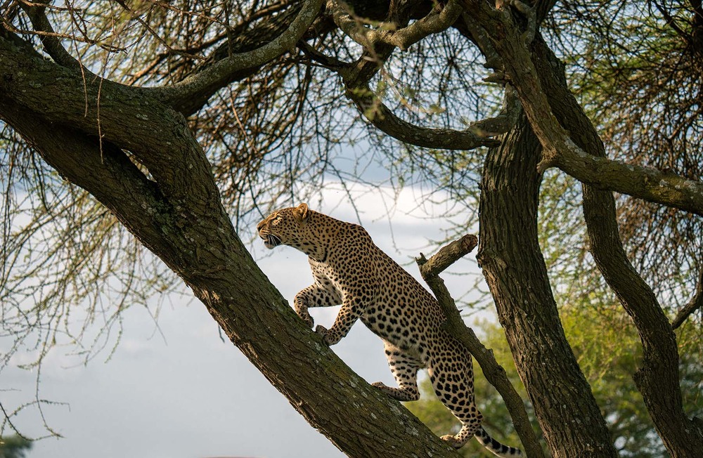 Фотографія Leopard / Anri Croizet / photographers.ua