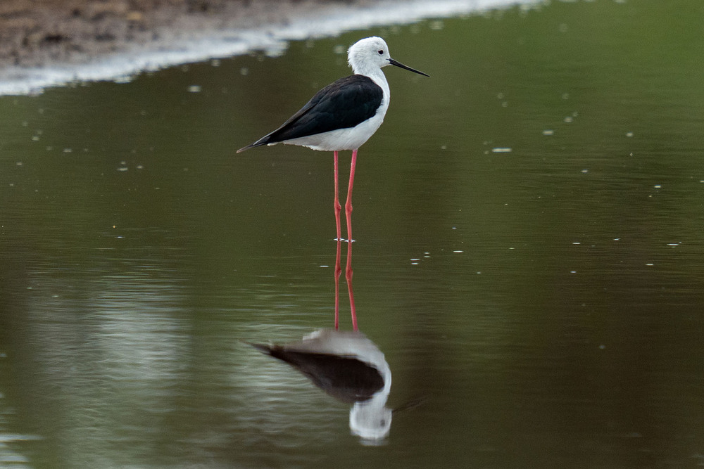 Фотографія Кулик-довгоніг (Himantopus himantopus) / Anri Croizet / photographers.ua