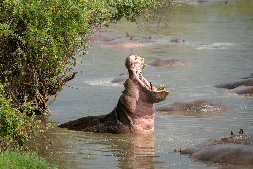 Фотографія ... / Anri Croizet / photographers.ua