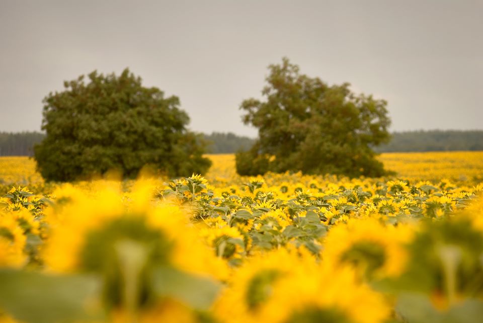 Фотографія Вдвох посеред Сонячних квітів / Vortex / photographers.ua