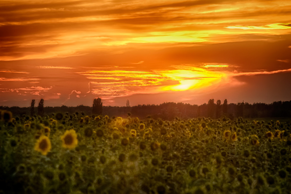 Фотографія Вечерние фотозарисовки в подсолнухах / Vortex / photographers.ua