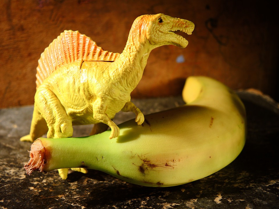 Фотографія ...банано-вирус...привёл к вымиранию мелких животных на земле... / Andriy / photographers.ua