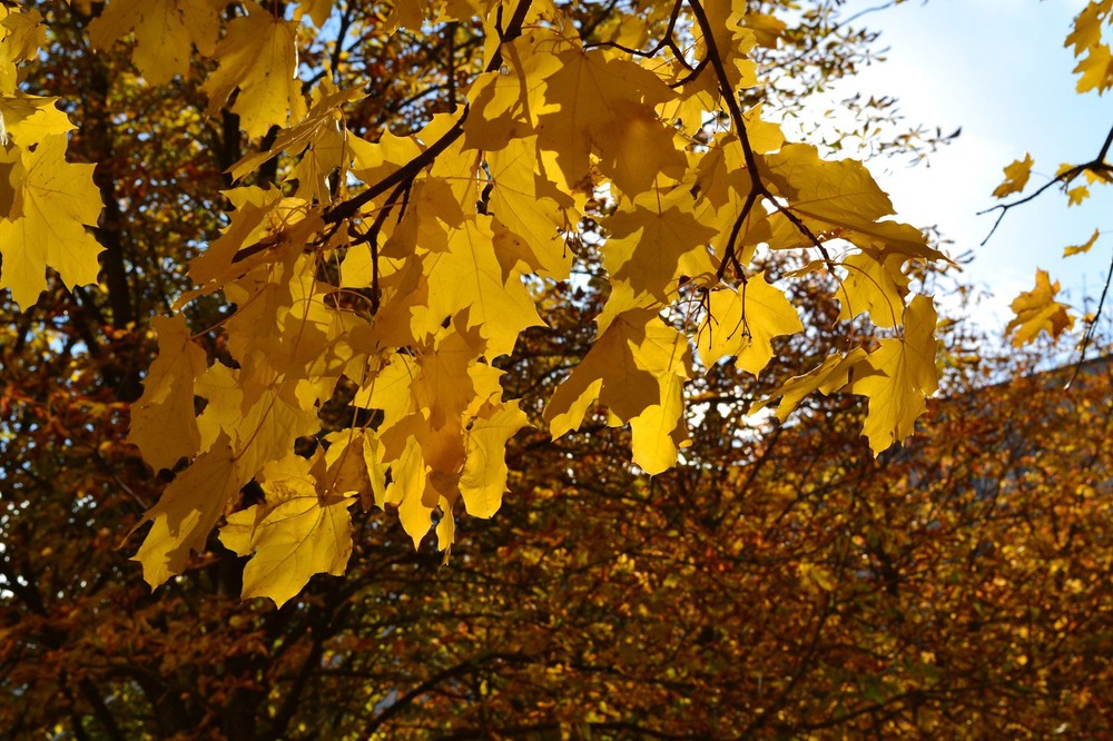 Фотографія Осень люблю, осень золотая / Оля Курзель / photographers.ua