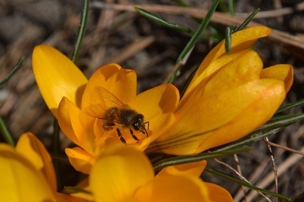 Фотографія Крокус и пчела. Весенние хроники / Оля Курзель / photographers.ua