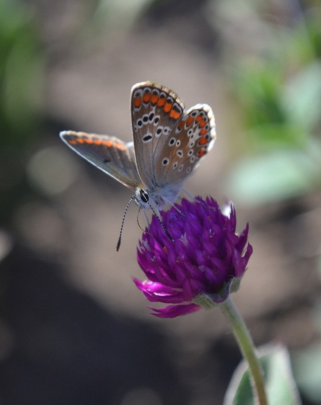 Фотографія Средь зноя бабочка, цветок / Оля Курзель / photographers.ua