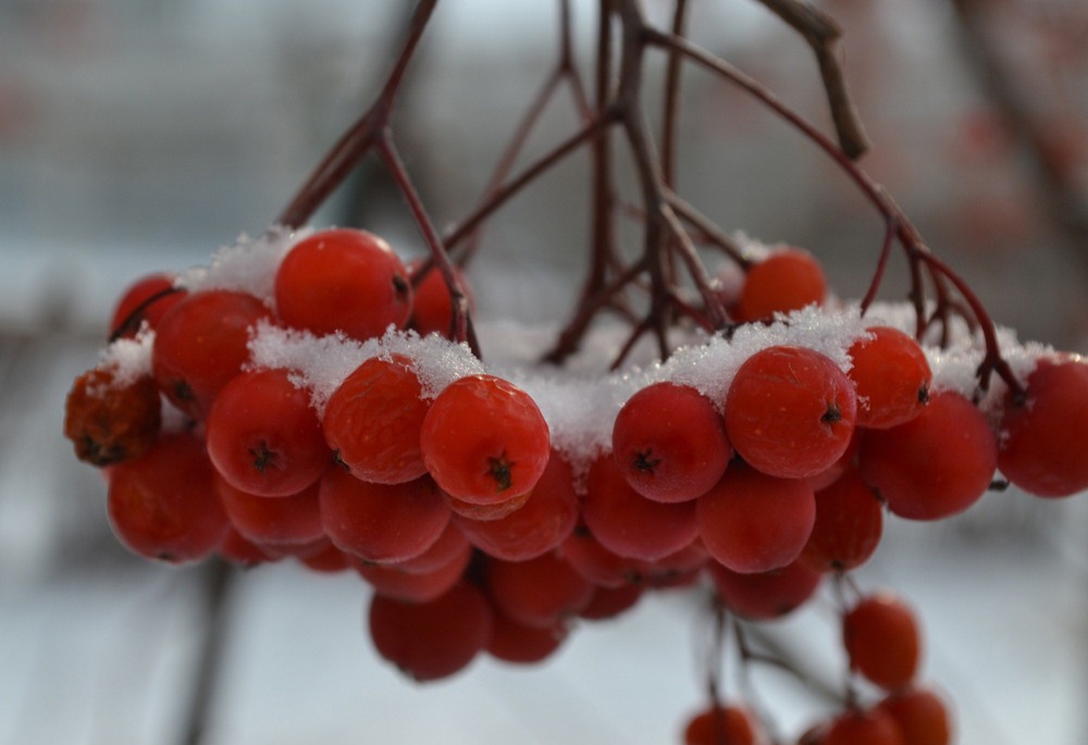 Фотографія Под белым-белым покрывалом декабря / Оля Курзель / photographers.ua