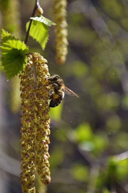 Фотографія Пыльца летела на пчелу, пыльца летела / Оля Курзель / photographers.ua