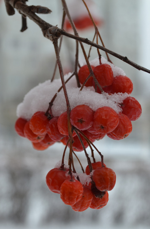 Фотографія Сага о снежинке / Оля Курзель / photographers.ua