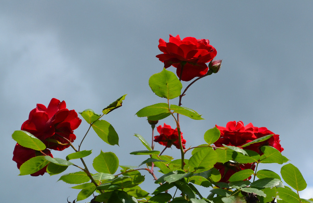 Фотографія Перед грозой так пахнут розы / Оля Курзель / photographers.ua