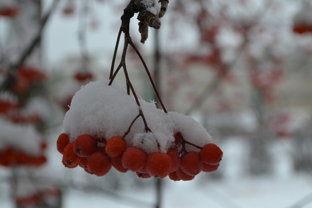 Фотографія Если снежинка не растает... / Оля Курзель / photographers.ua
