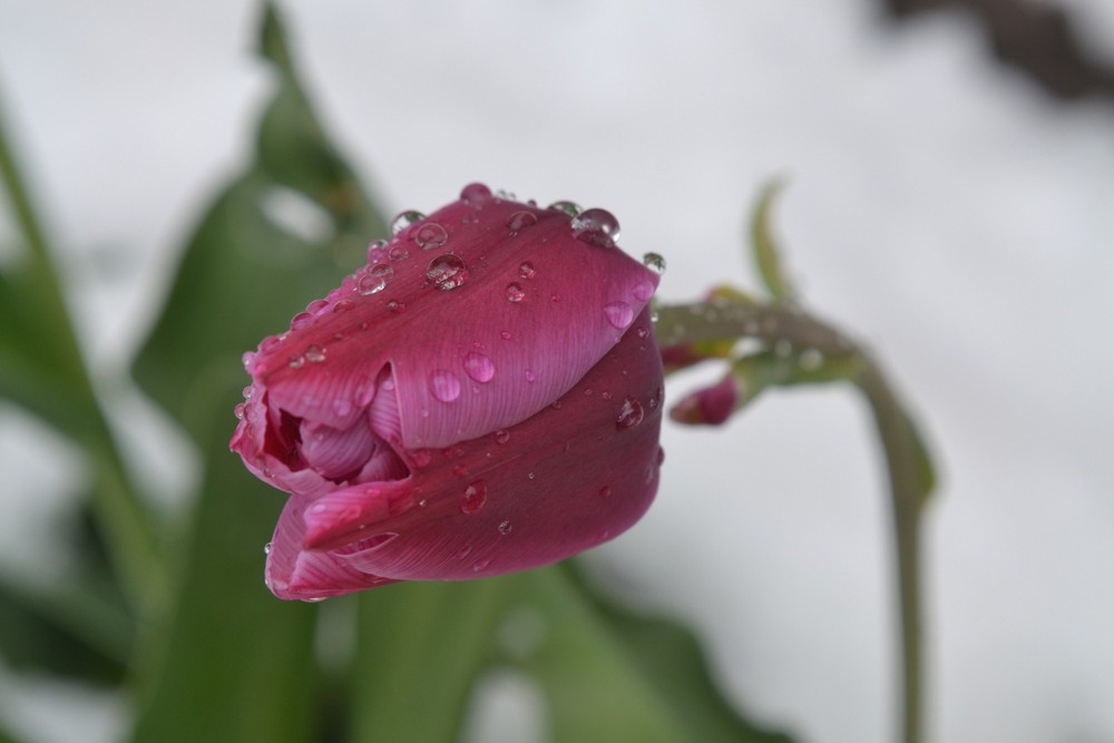 Фотографія Лиловый франт / Оля Курзель / photographers.ua