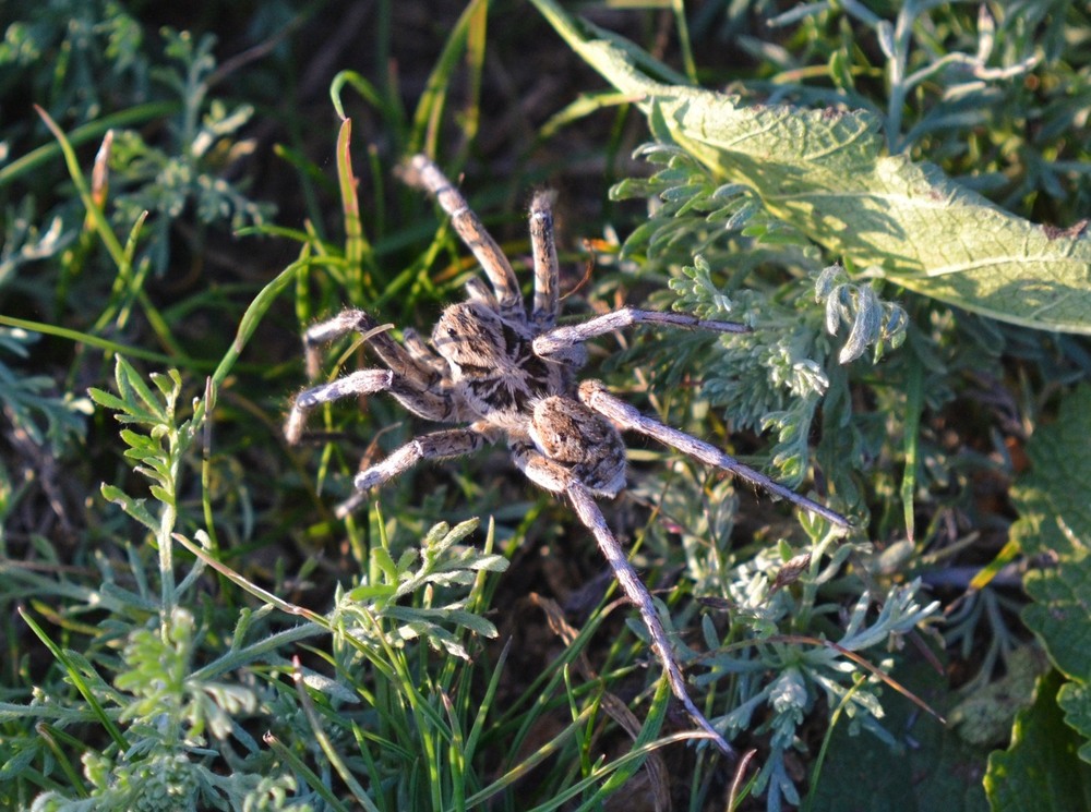 Фотографія Следуйте за пауками... / Оля Курзель / photographers.ua