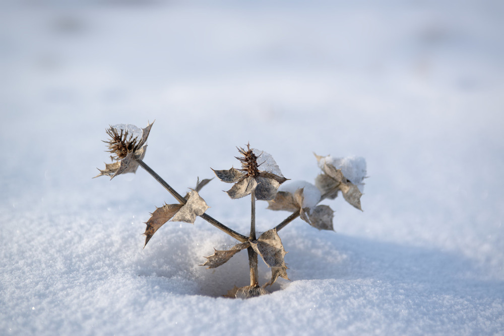 Фотографія Зимний цветок / Volodymyr Kovalov / photographers.ua