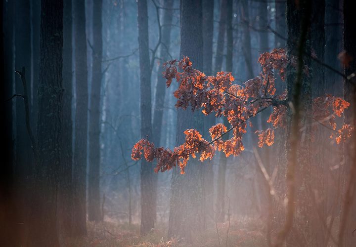 Фотографія Осенние листья / Olege Semenyuk / photographers.ua