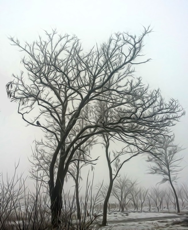 Фотографія Ворона в тумані / Ірина Кулікова / photographers.ua