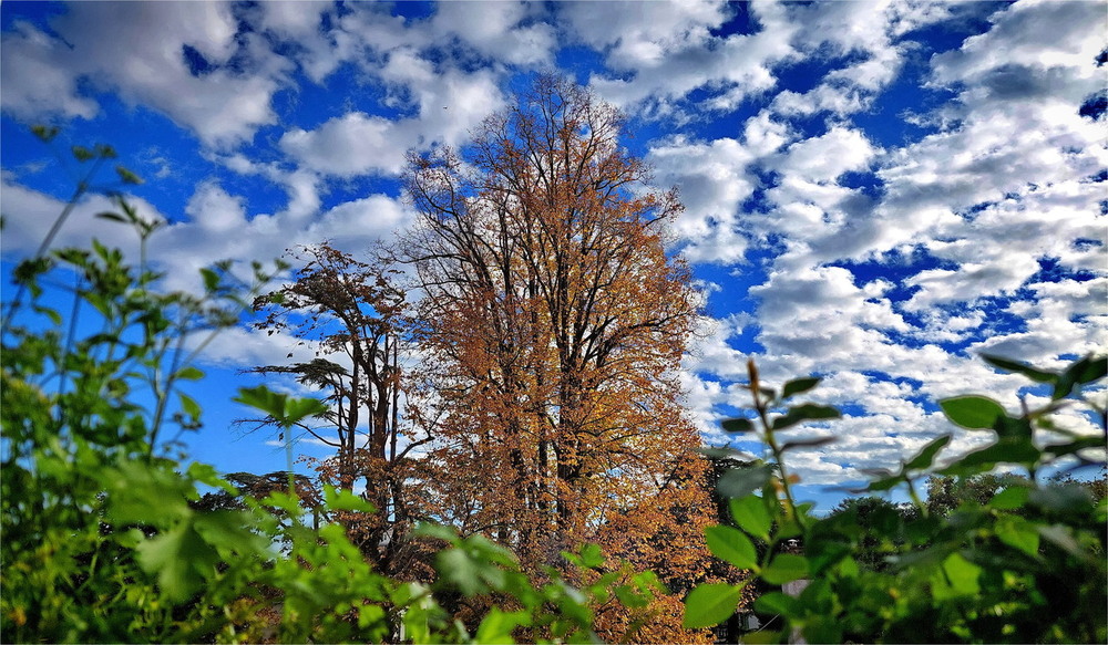 Фотографія Яскраве небо осені / Ірина Кулікова / photographers.ua