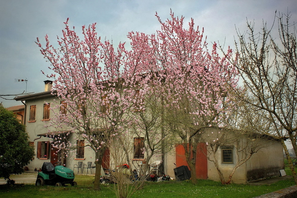 Фотографія Коли цвіли мигдалі.. / Ірина Кулікова / photographers.ua