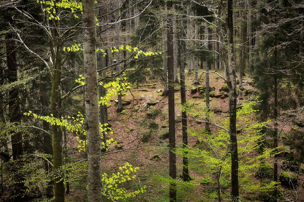 Фотографія Повз весняні ліси.. / Ірина Кулікова / photographers.ua