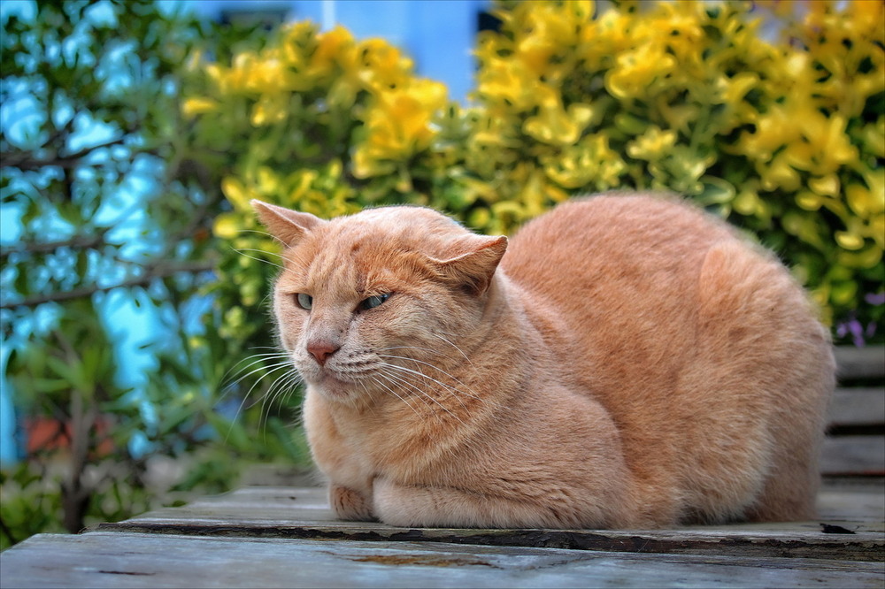Фотографія Осінній кіт. Бурано. / Ірина Кулікова / photographers.ua