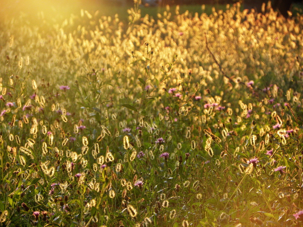 Фотографія Ховалось сонце серед трав.. / Ірина Кулікова / photographers.ua