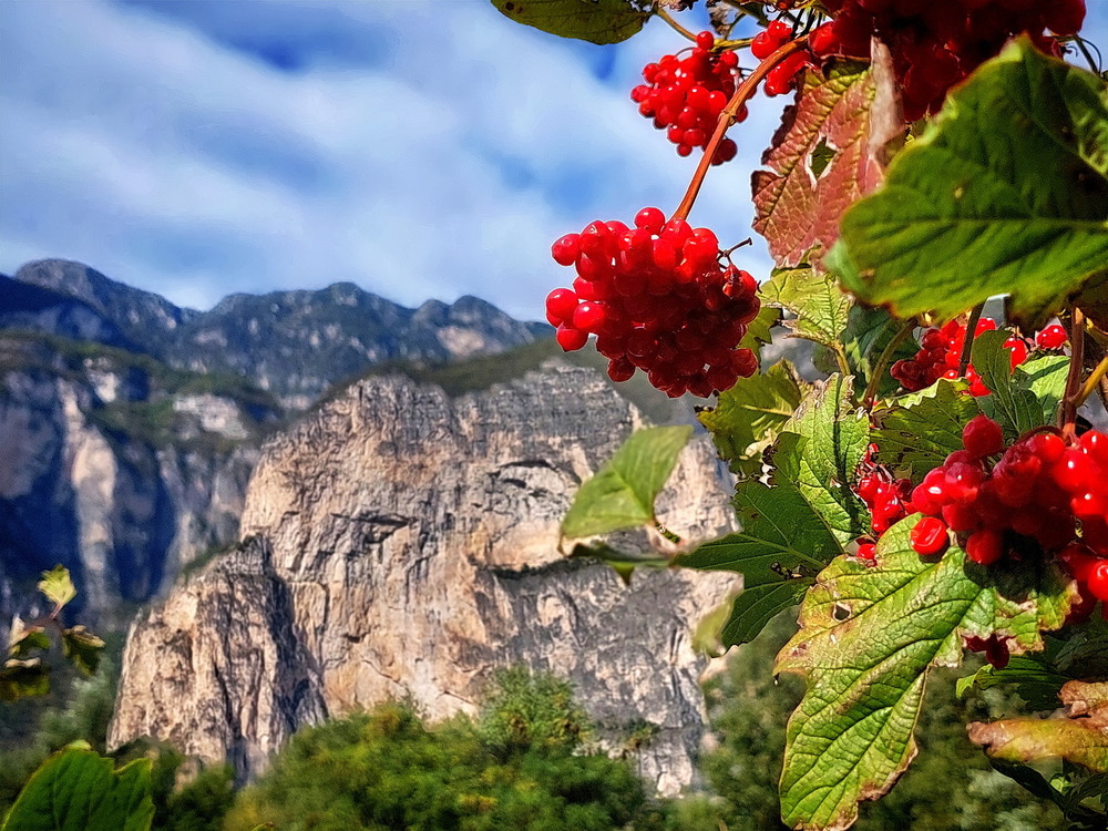 Фотографія Південнотірольска калина.. / Ірина Кулікова / photographers.ua