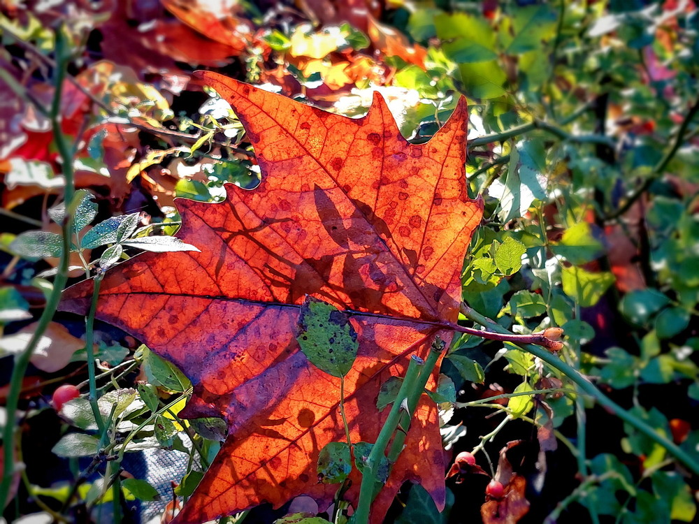 Фотографія Витинанки.. / Ірина Кулікова / photographers.ua