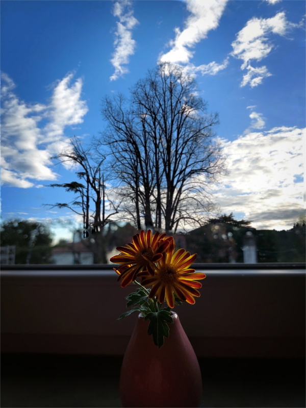 Фотографія Синє небо і померанчево-смугаста хризантемка.. / Ірина Кулікова / photographers.ua