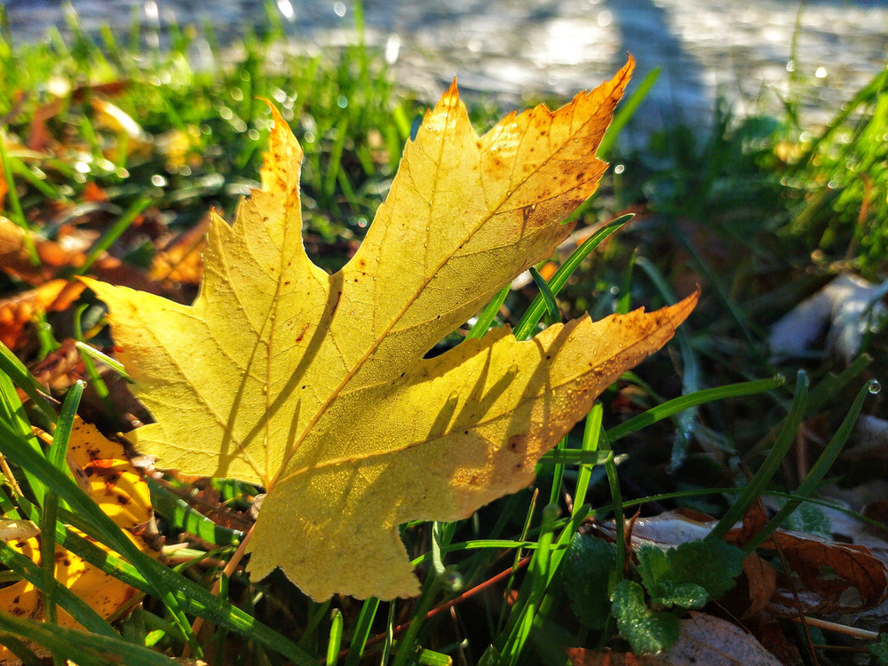 Фотографія Ще осінь .. / Ірина Кулікова / photographers.ua