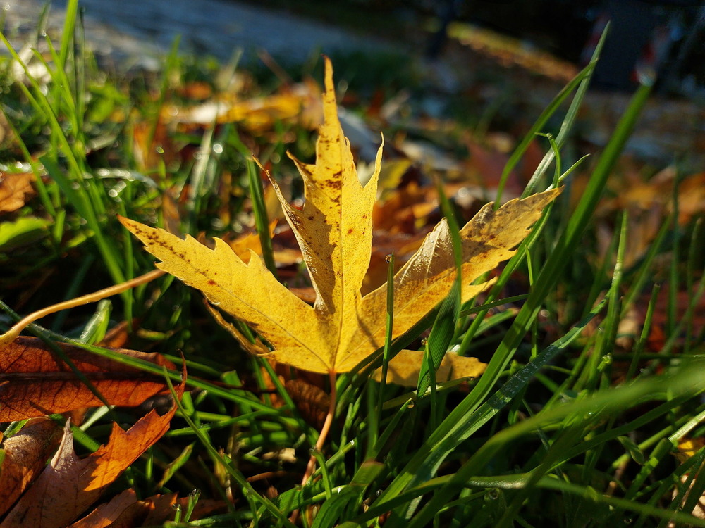 Фотографія Осінь не відпускає.. / Ірина Кулікова / photographers.ua