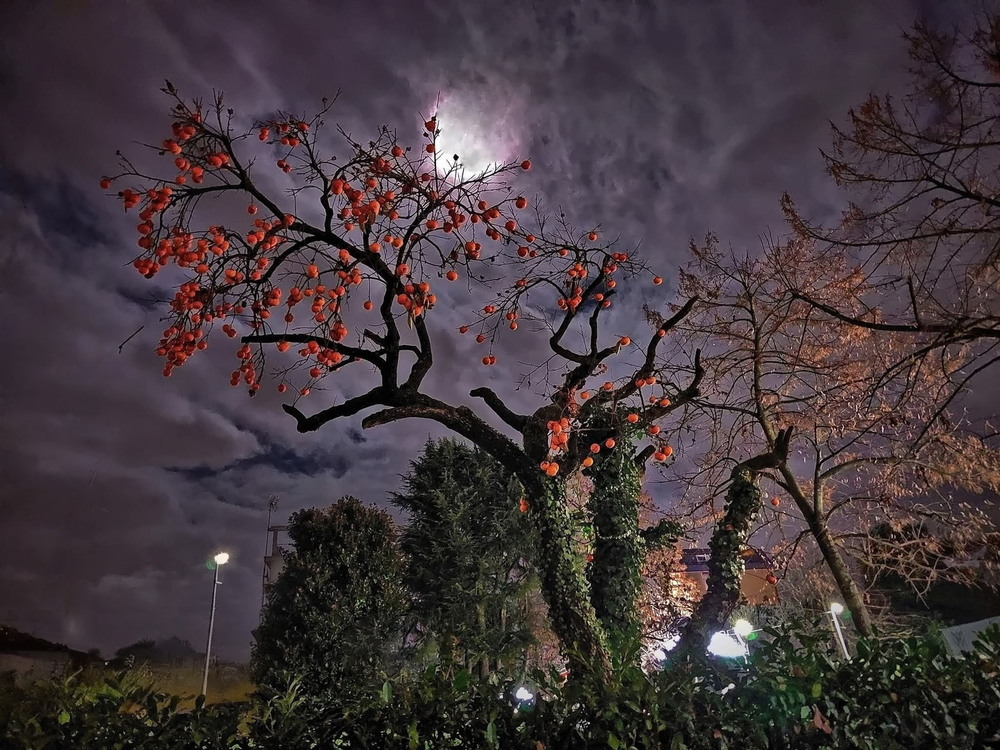 Фотографія Вечірня замальовка з каками.. / Ірина Кулікова / photographers.ua