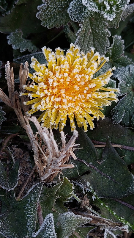 Фотографія Жовтий вогник в інеї / Ірина Кулікова / photographers.ua