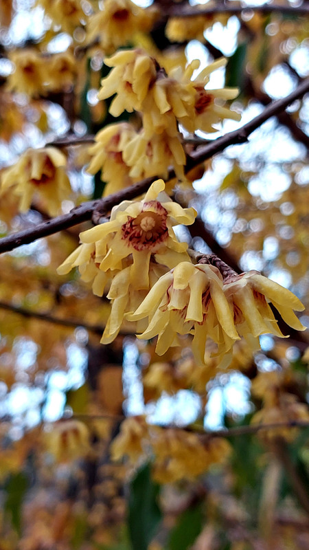 Фотографія Запашні квіти зими / Ірина Кулікова / photographers.ua