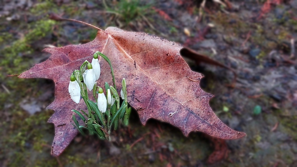 Фотографія Обійми.. Вилізли з під крила.. / Ірина Кулікова / photographers.ua