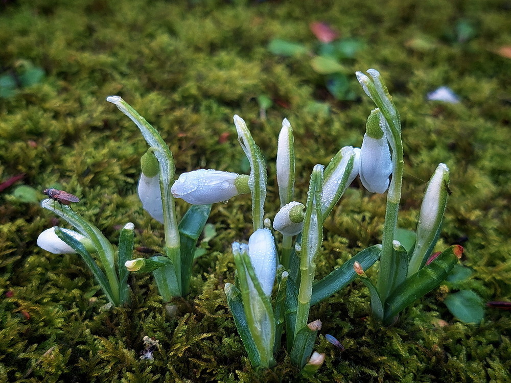 Фотографія Пробудження під крилом весни / Ірина Кулікова / photographers.ua