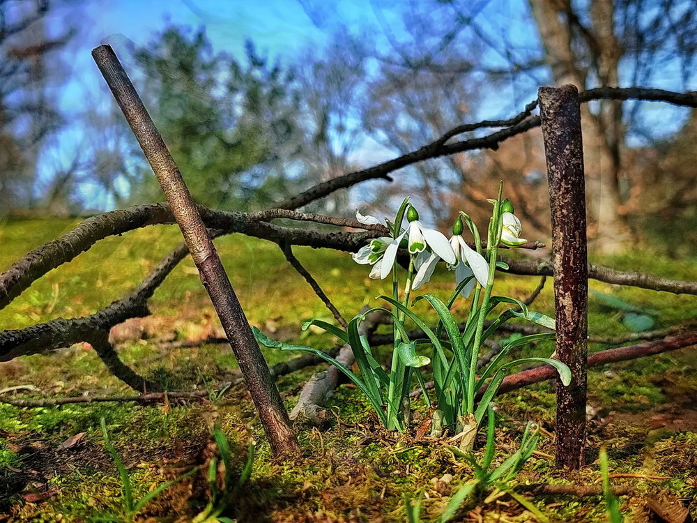 Фотографія Весна невідворотна / Ірина Кулікова / photographers.ua