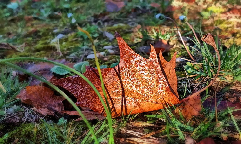Фотографія Спадщина осені: ранкова роса на партитурі забутого листя / Ірина Кулікова / photographers.ua
