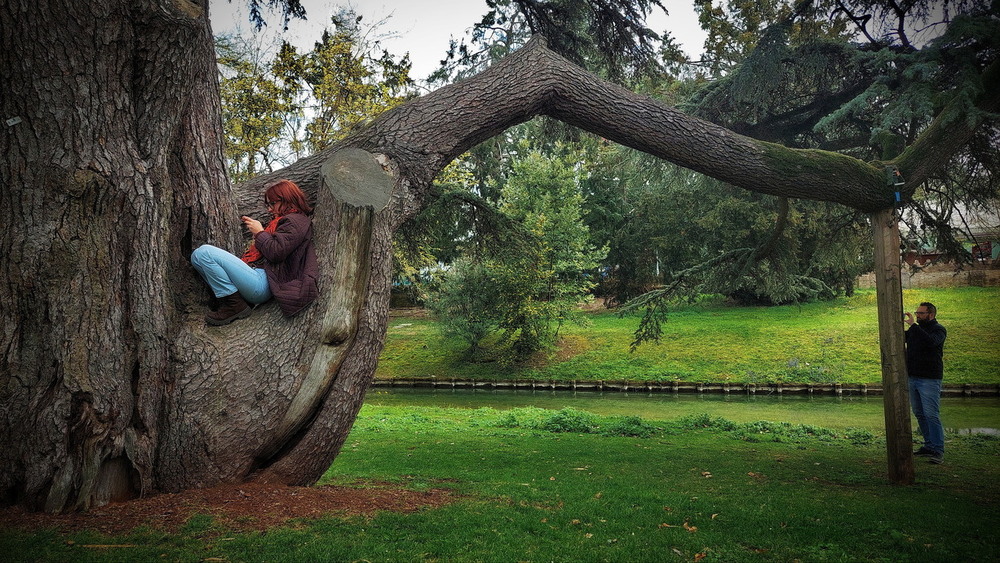 Фотографія Кедр-портал.. крізь хвою та віки.. / Ірина Кулікова / photographers.ua