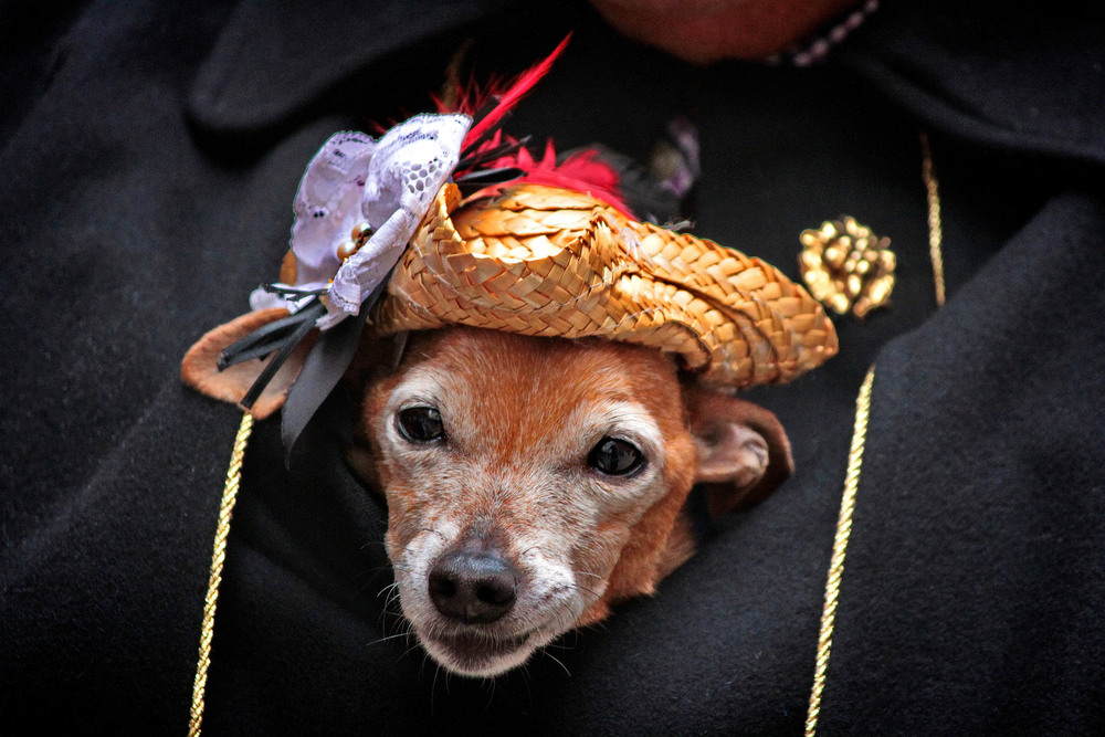 Фотографія На Карнавалі.. ) / Ірина Кулікова / photographers.ua