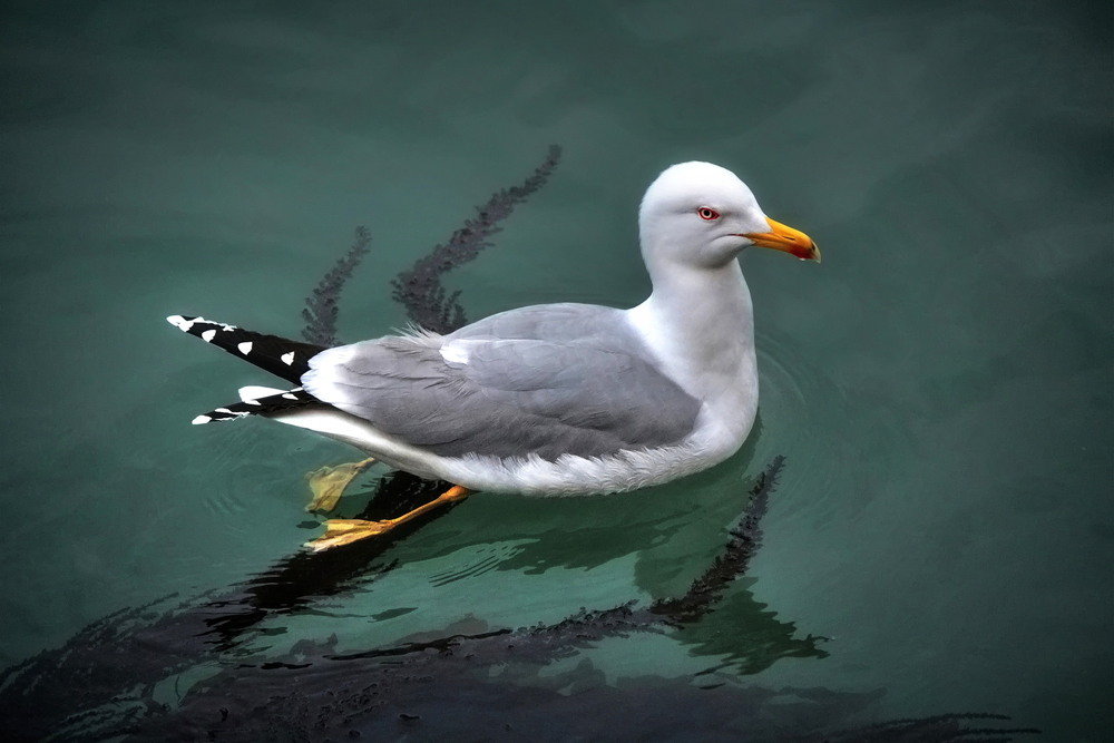 Фотографія Спостерігач / Ірина Кулікова / photographers.ua