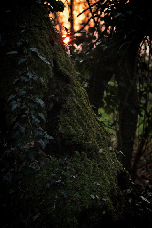 Фотографія Вартовий прийдешньої ночі. / Ірина Кулікова / photographers.ua