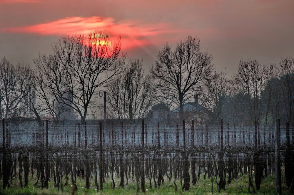 Фотографія Усмішка лози червоному сонцю березневого спокою) / Ірина Кулікова / photographers.ua