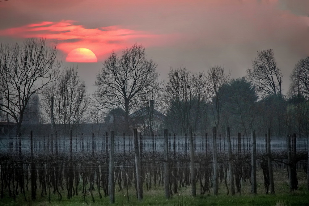 Фотографія Виноградний сон / Ірина Кулікова / photographers.ua