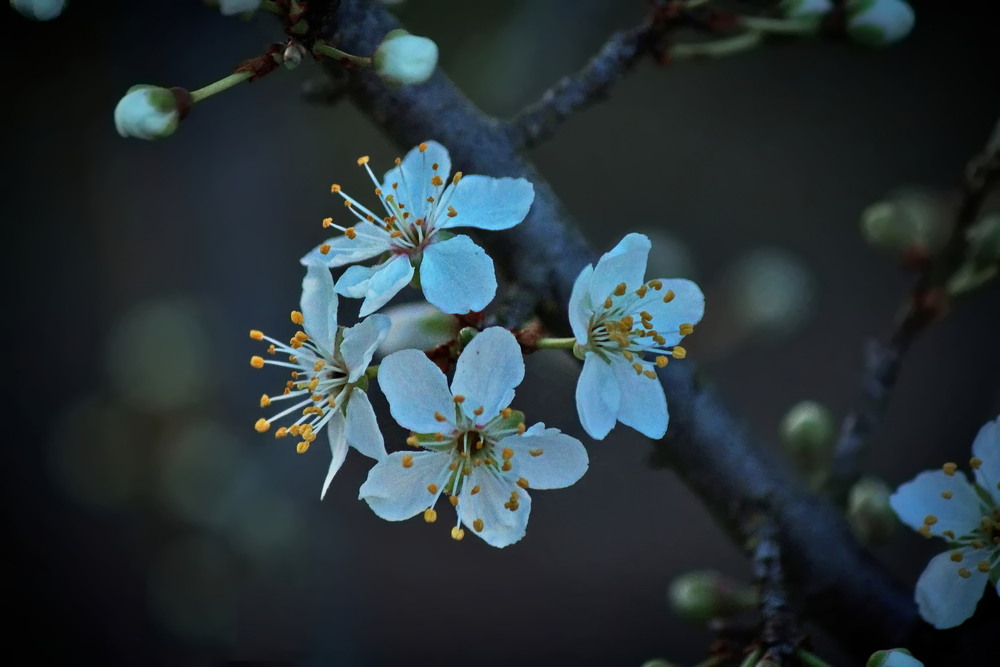 Фотографія Білий спокій у полоні темряви / Ірина Кулікова / photographers.ua